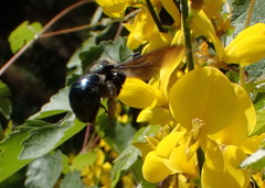 Xylocopa californica