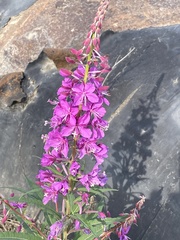 Chamaenerion angustifolium