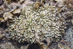 Euphyllia glabrescens