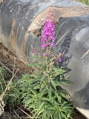 Chamaenerion angustifolium