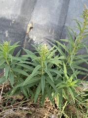 Chamaenerion angustifolium