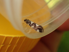 Triaxomera fulvimitrella