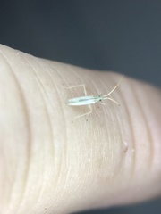 Trigonotylus pulcher