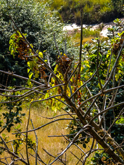 Dioscorea cotinifolia