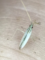 Trigonotylus pulcher