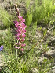 Onobrychis arenaria