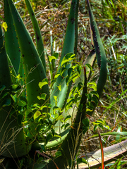 Dioscorea cotinifolia