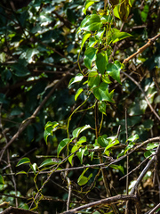 Dioscorea cotinifolia