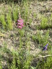 Onobrychis arenaria