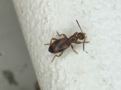 Vacusus vicinus