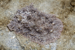 Dendrodoris tuberculosa