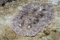 Dendrodoris tuberculosa