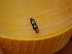 Triaxomera fulvimitrella