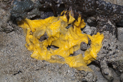 Dendrodoris tuberculosa