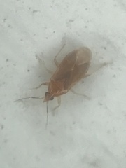 Lasiochilus pallidulus