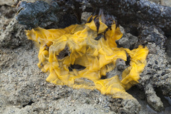 Dendrodoris tuberculosa