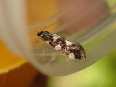 Triaxomera fulvimitrella