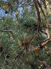Pinus sylvestris