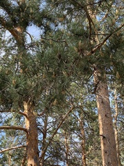 Pinus sylvestris
