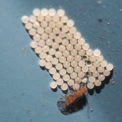 Ectopsocus meridionalis