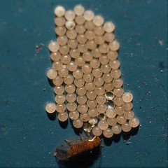 Ectopsocus meridionalis