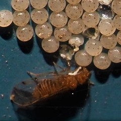 Ectopsocus meridionalis