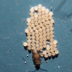 Ectopsocus meridionalis