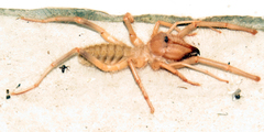 Solpugidae