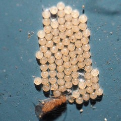 Ectopsocus meridionalis