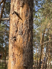 Pinus sylvestris