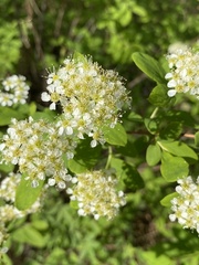 Spiraea media