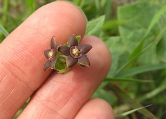Matelea cynanchoides