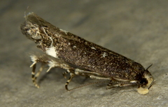 Chionodes formosella