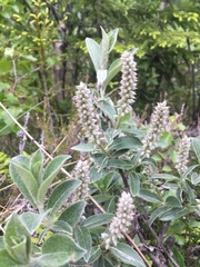 Salix lapponum
