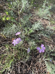 Phlox sibirica