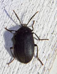 Penthe pimelia
