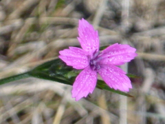 Dianthus armeria