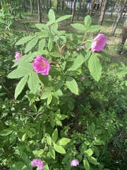 Rosa acicularis
