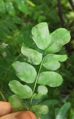 Erysiphe palczewskii