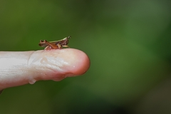 Dichromorpha australis