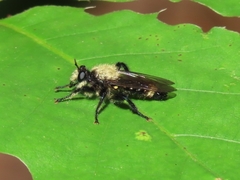 Laphria divisor