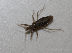 Nabis paranensis