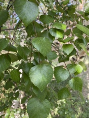 Betula pendula