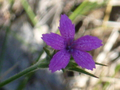 Dianthus armeria