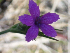 Dianthus armeria