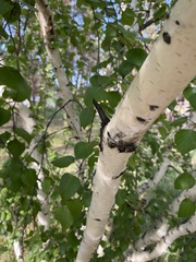 Betula pendula