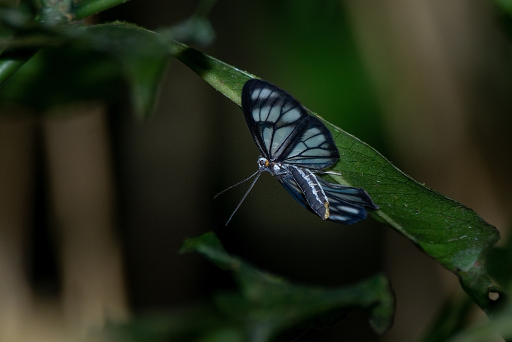 Dioptis onega