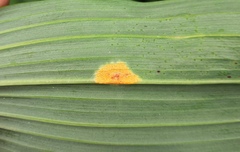 Puccinia sessilis