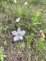 Anemonoides sylvestris