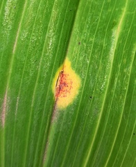 Puccinia sessilis